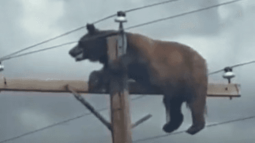 Watch: Video of Bear Atop Utility Pole Goes Viral 