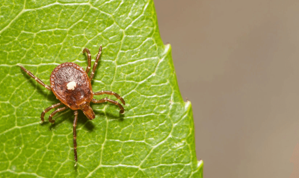 New York Officials Comment On Tick Bite