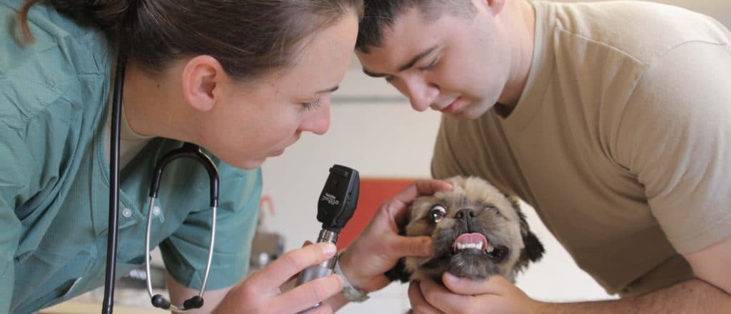 Family Pets Are Overlooked Victims Of Affordability Crisis