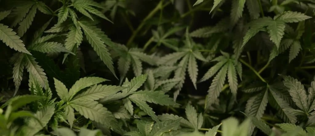 Brouhaha Over Hemp Ban Delay Could Cause Major Funding Bill To Go Up In Smoke