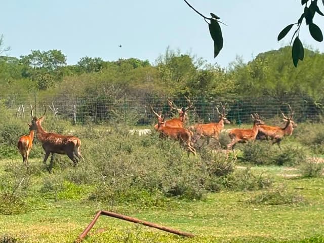 Mexican Authorities Find Large Cartel Zoo During Fuel Smuggling Raid