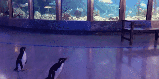 Penguins Go on a ‘Field Trip’ as Coronavirus Concerns Shut Down Chicago Aquarium