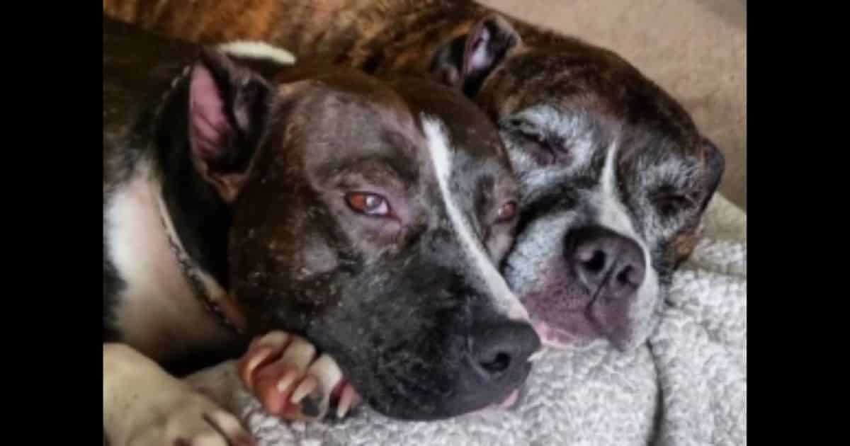 Owners of Pit Bulls That Mauled Young Girl to Death May Get Their Vicious Dogs Back