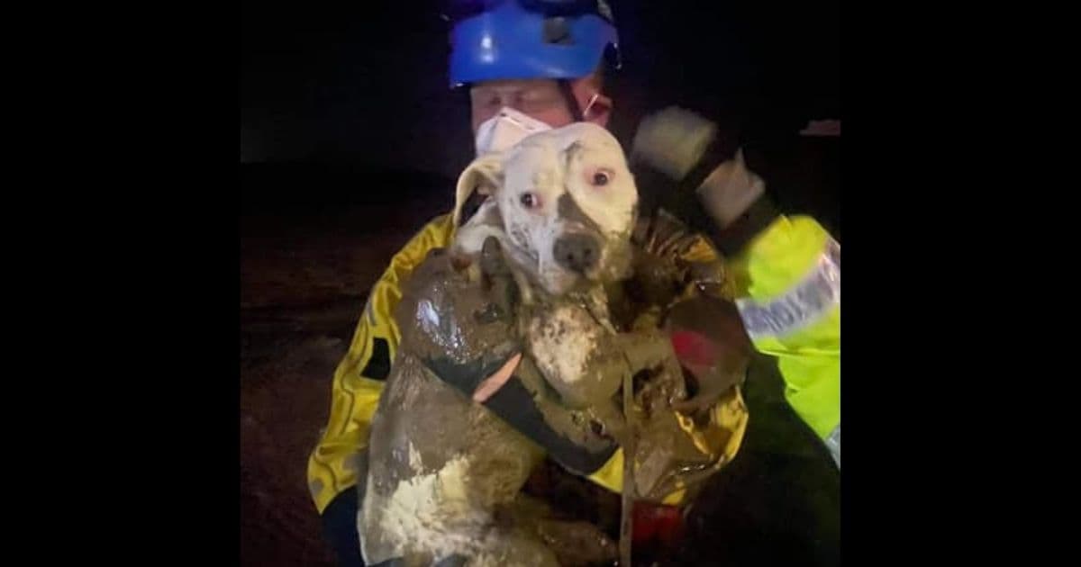 Startled Puppy Rescued by Coastguard After Getting Lost in Mud and Stuck Under Pier