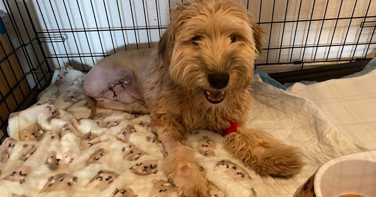 Pup That Stepped on Cactus Spine Survives by Having Leg Amputated: 'He Was Going to Be Euthanized'