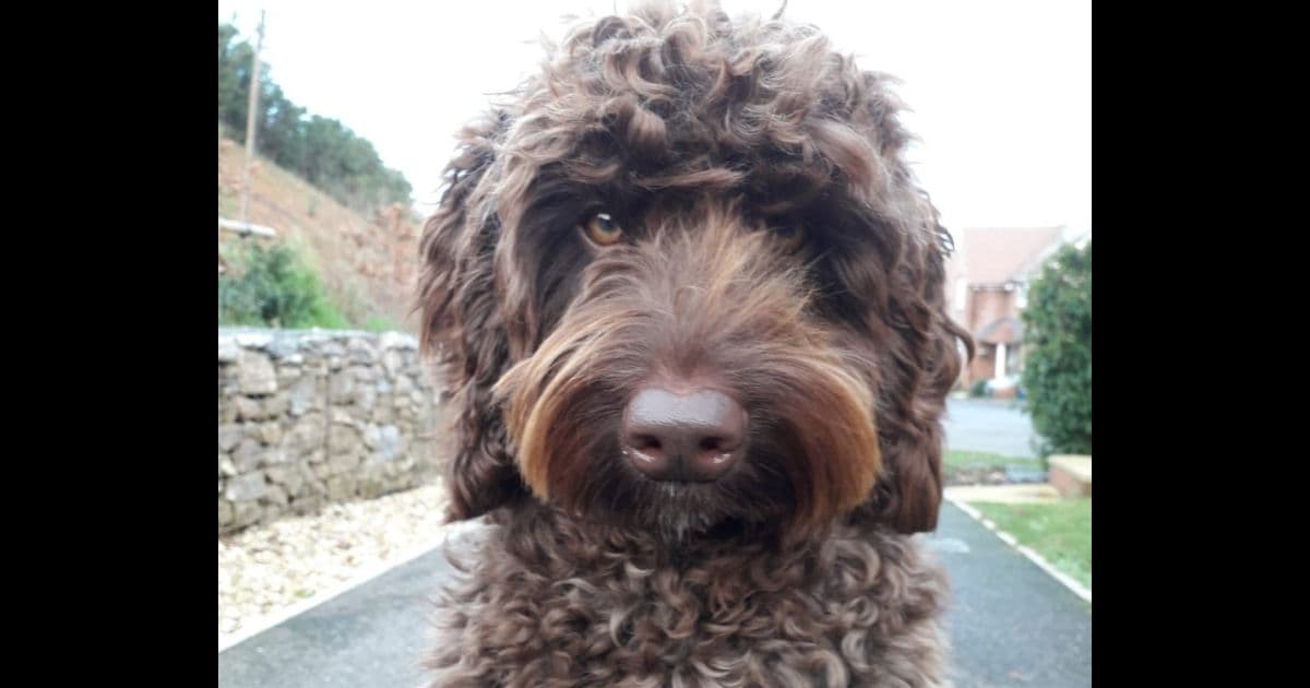'Amazing' Therapy Dog Saves Life of Woman Who Was on the Verge of Jumping Off Bridge