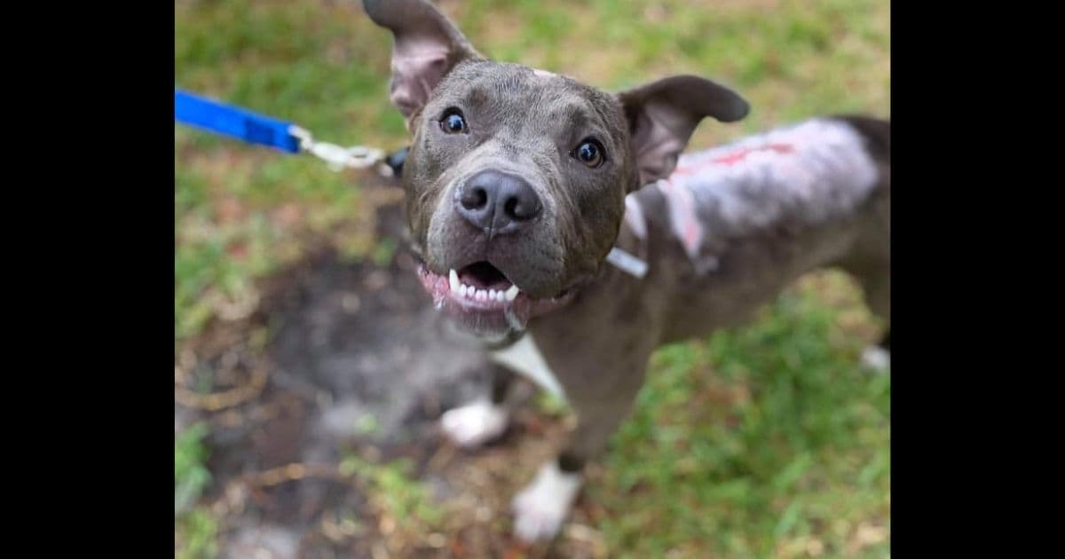 Dog Finally Finds Loving Family After Suffering Chemical Burns and Being Thrown from a Truck