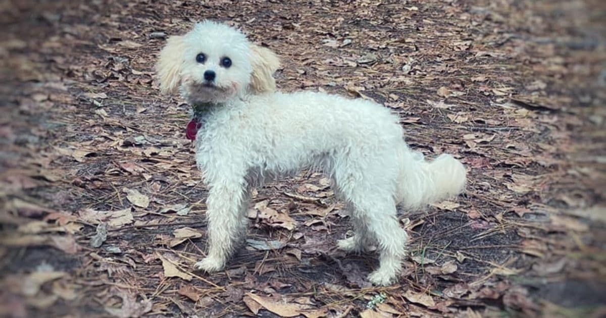 Real Life 'Homeward Bound': Puppy Survives Full Month Alone in Wilderness