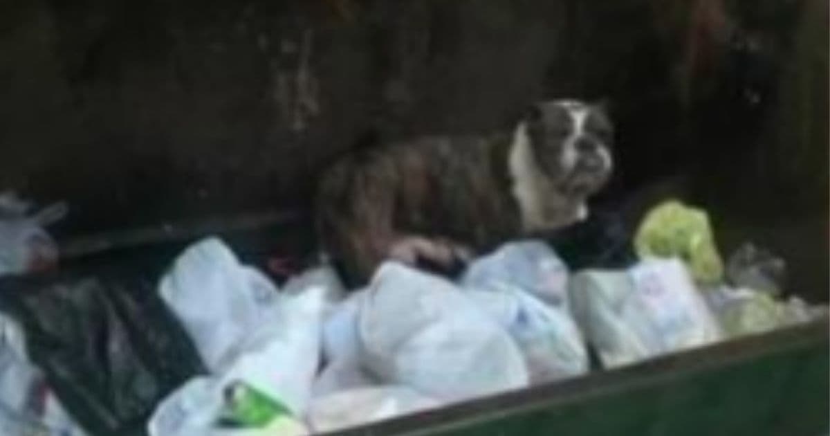 Worker Spots Dog Sitting in Dumpster, Saves Her Before She Is Crushed by Trash Truck Compactor