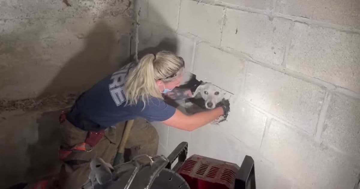 Watch: Firefighters Rescue Dog Loose for 5 Days, Found Trapped Inside Cincinnati Garage Walls