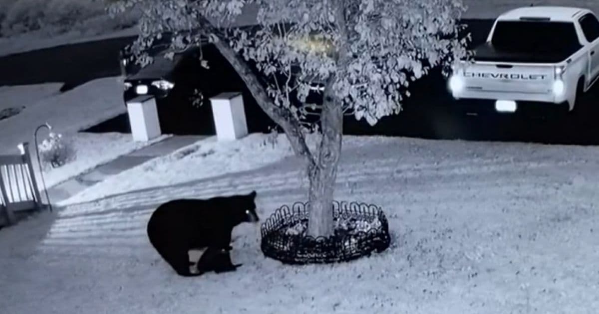 Gruesome Bear Attack Leaves 2 Dogs Injured, Owner 'Inches' Away from Being Mauled Himself