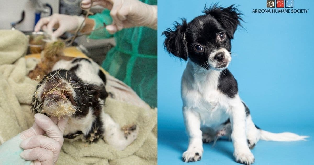 Stray Puppy Once Covered Head-to-Toe in Cactus Spines Miraculously Recovers, Finds Forever Home