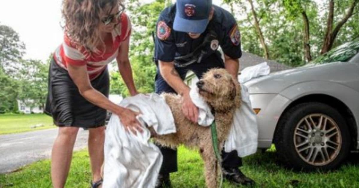 Firefighters Race to the Rescue After Woman Jumps Into River to Save Senior Dog from Raging Current