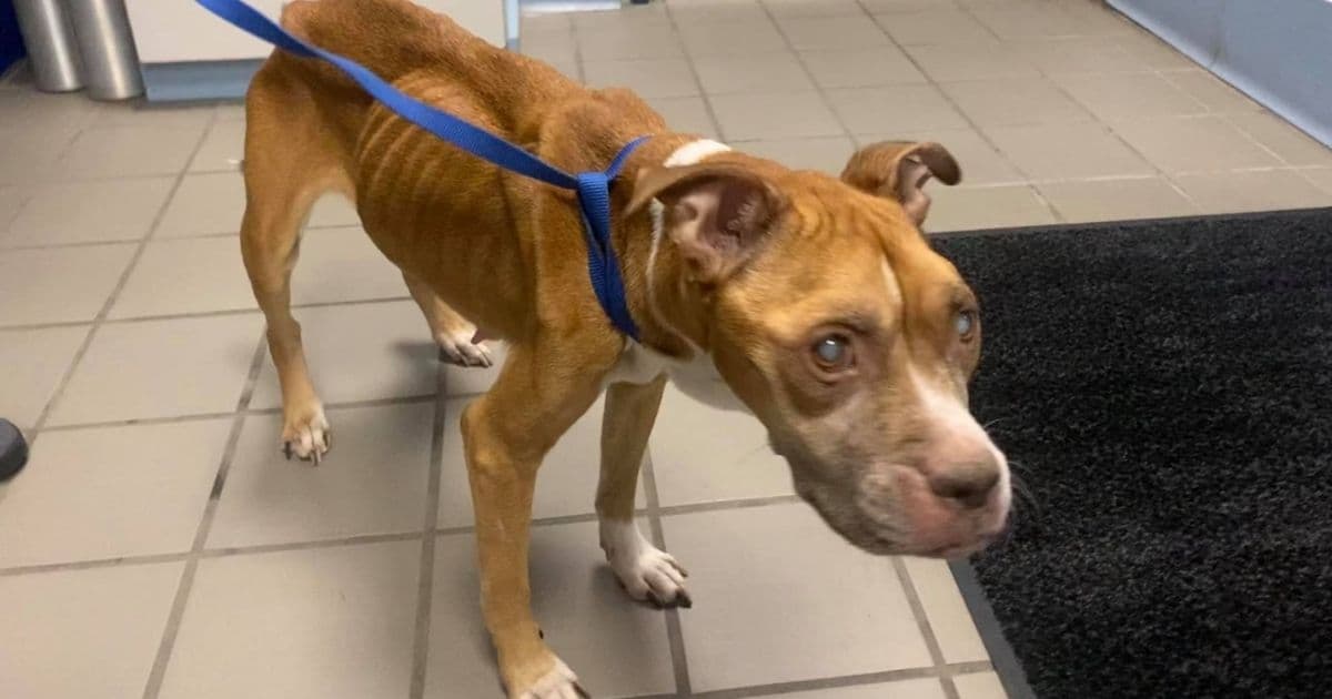 Blind and Severely Malnourished Dog Rescued from Streets; Police Open Investigation to Find Her Owner