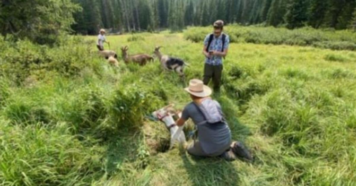 Men Race to Rescue 300-Pound Pet Goat That Fell Into Ditch on Hiking Trail: 'It Looked Very Serious'