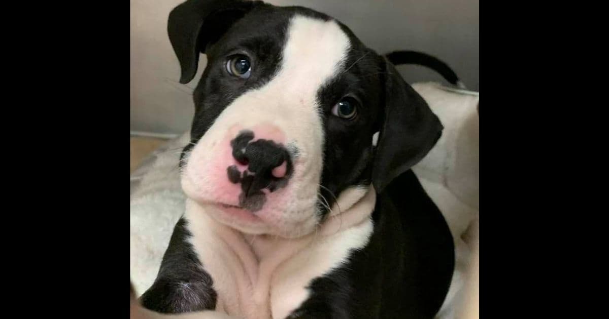 Couple Charged with Animal Cruelty After Leaving 10-Week-Old Puppy in Hot Car, 'Screaming in Pain'
