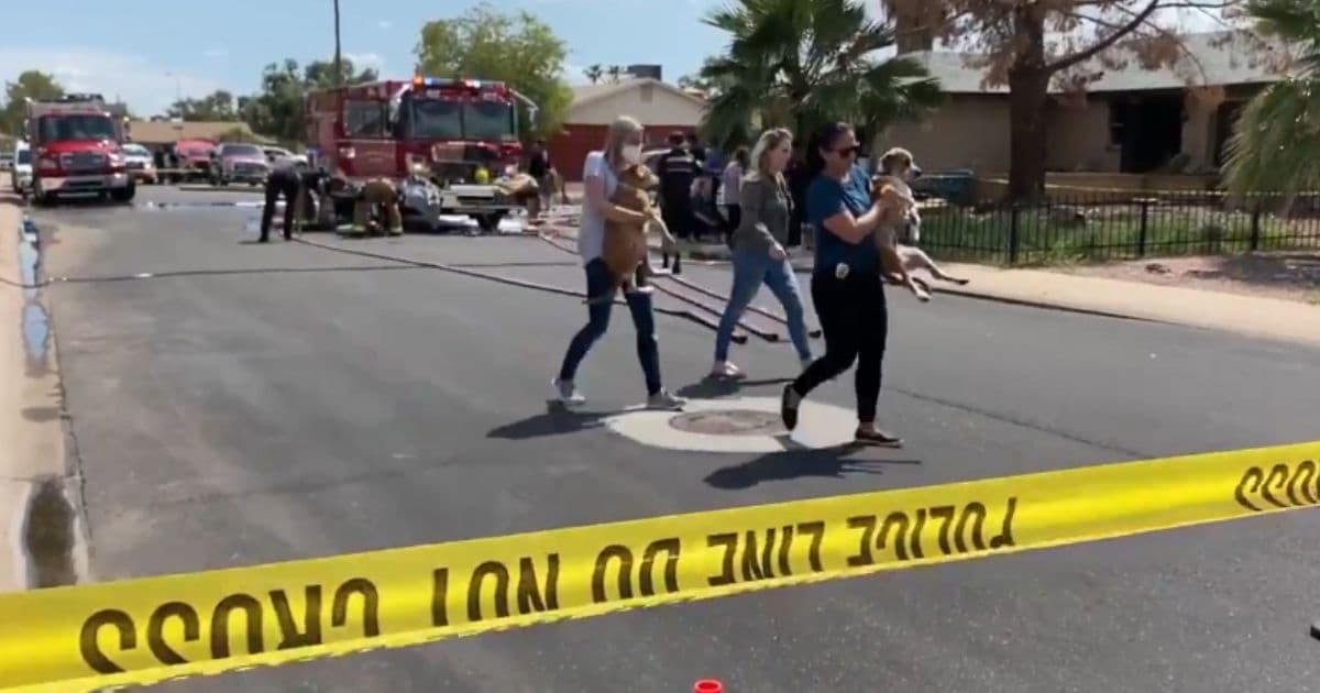 13 Dogs Dead After Fire Breaks Out at Arizona Animal Rescue