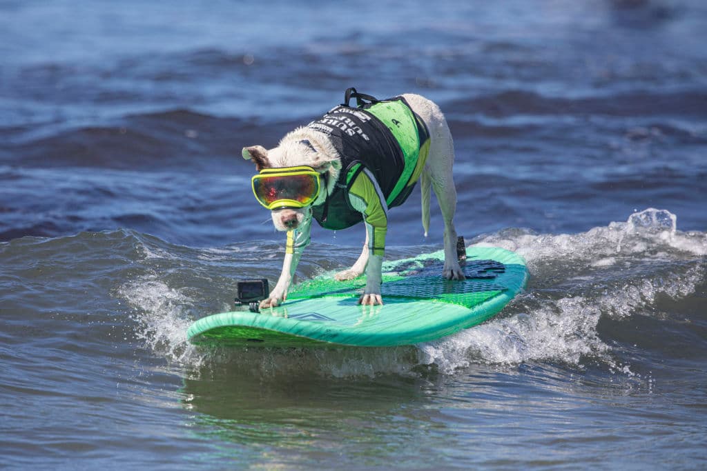 The Pictures Are Amazing: California Surfing Competitors Are Actually Adorable Dogs