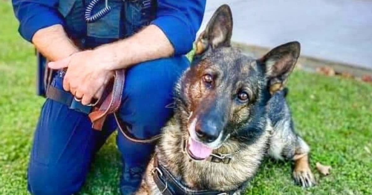 K9 Fighting for Life After Being Shot Several Times in Line of Duty