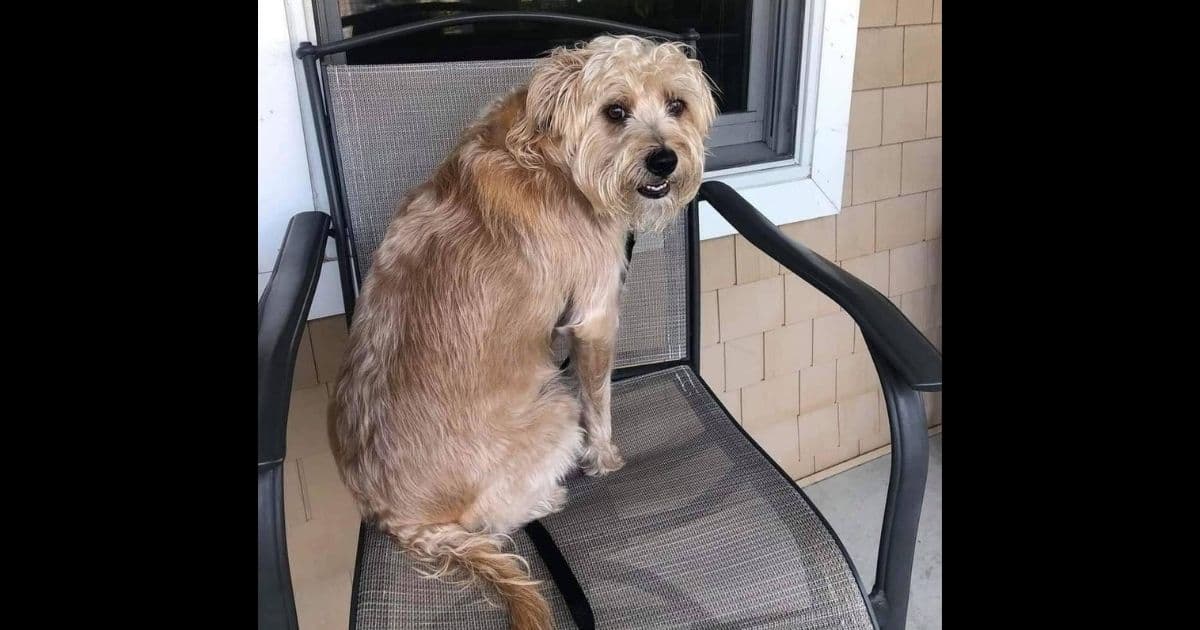 Amidst Devastating Crash, Family Dog Disappears: Then an Incredible Reunion