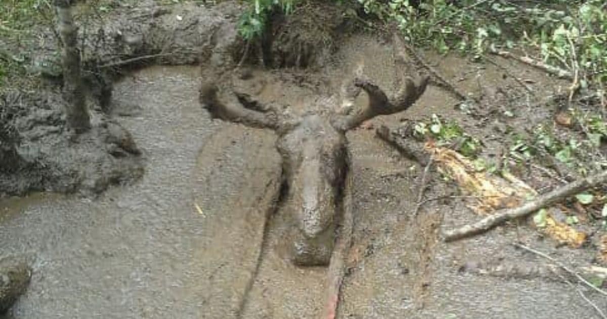Men Spot Moose Stuck in Mud Up to Its Head, Tie Straps Around Antlers to Pull Animal to Safety