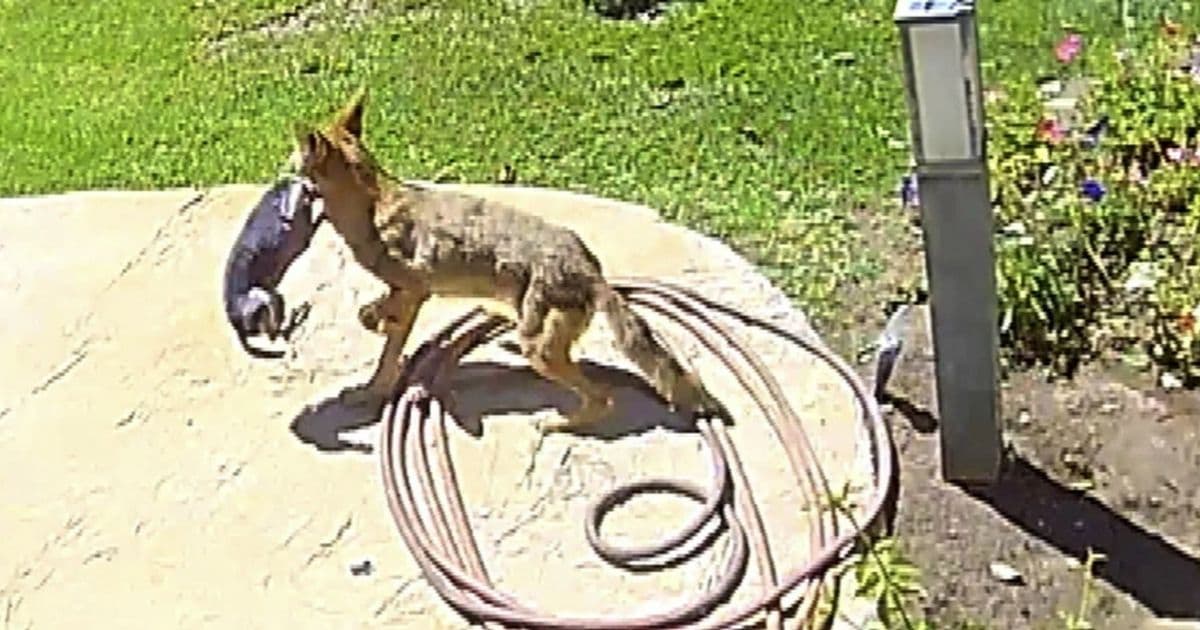 Video: Chihuahua Survives Backyard Attack by Coyote in Broad Daylight, Carried Off as Owners Scream