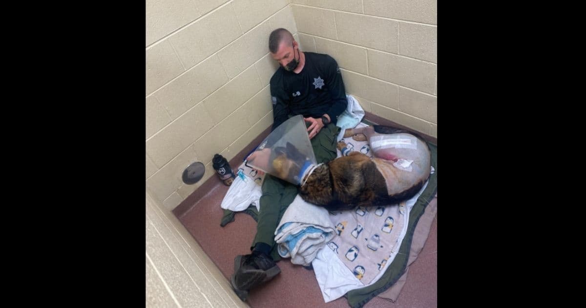 After 8-Hour Standoff with SWAT, Fugitive Shoots K9: Police Scramble