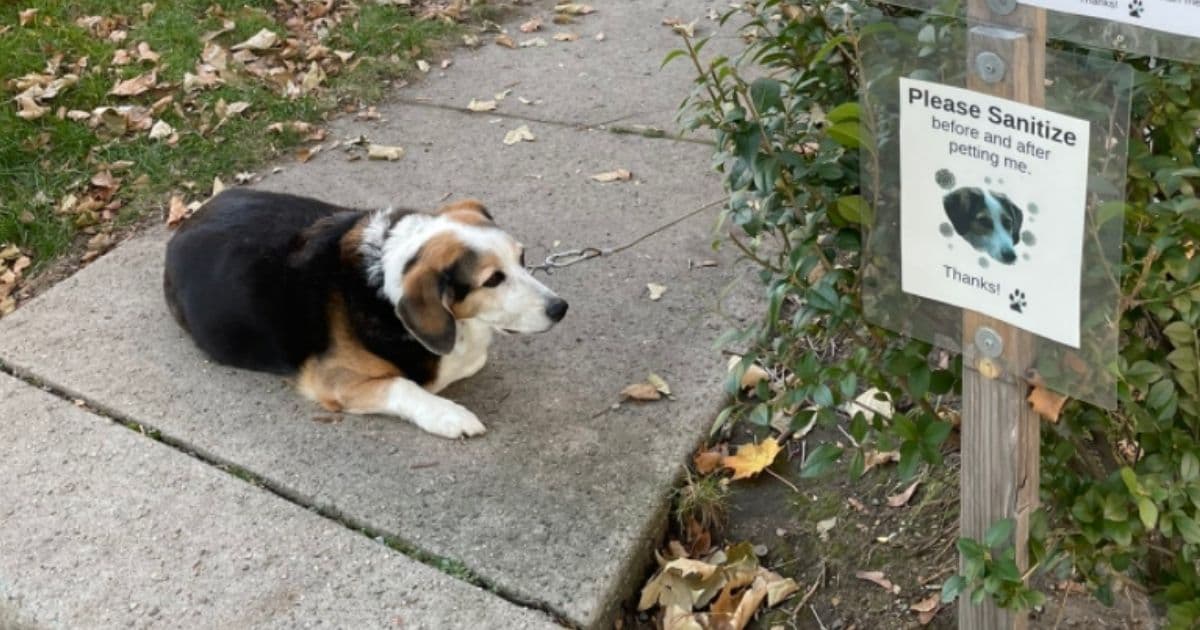 Dying Dog Gets 'Extra Love' from Strangers After Owner Posts Heartbreaking Sign