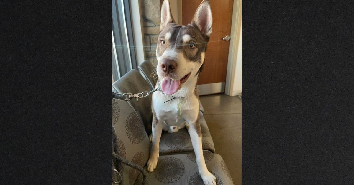 Rescuer Begins Desperate Search for Help After Dog Suffers in Brutal Meth Lab Explosion