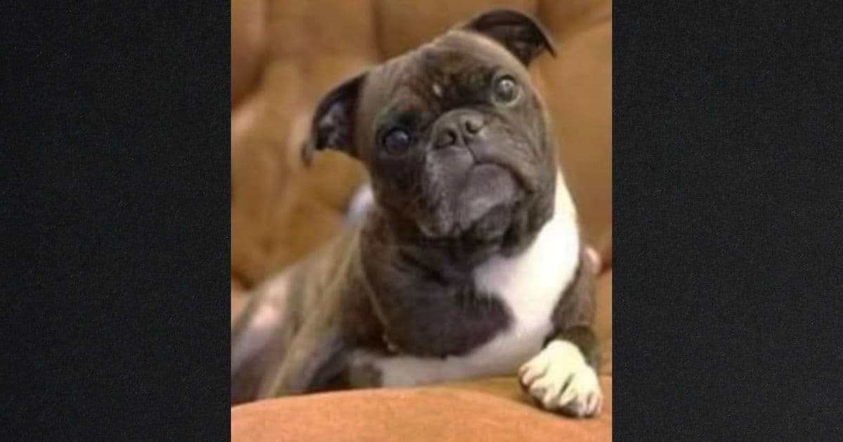 Thief Steals SUV with Dog Inside: Owners Search Nearly a Month Before Finding Her Near Bridge