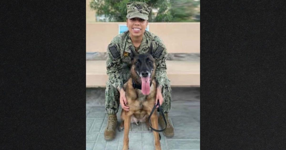 Military Dog Stranded After Heroic Service, Desperate for Ride Home to New Family