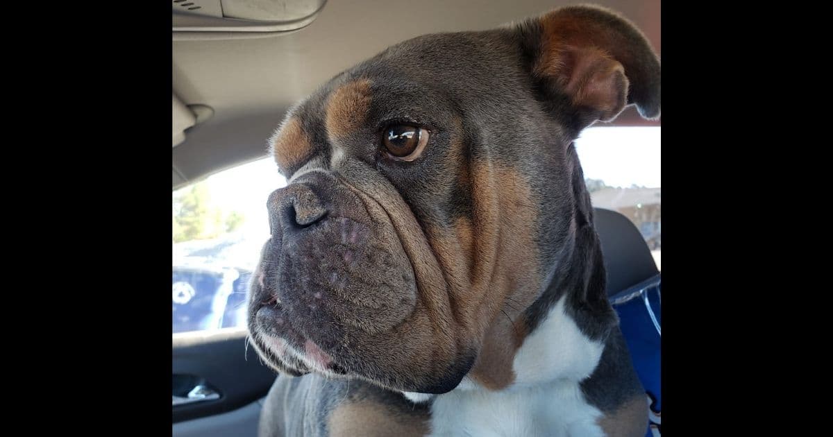 Students Find Dog Missing for Five Years from States Away: Reunion Is a 'Once-In-A-Lifetime' Story