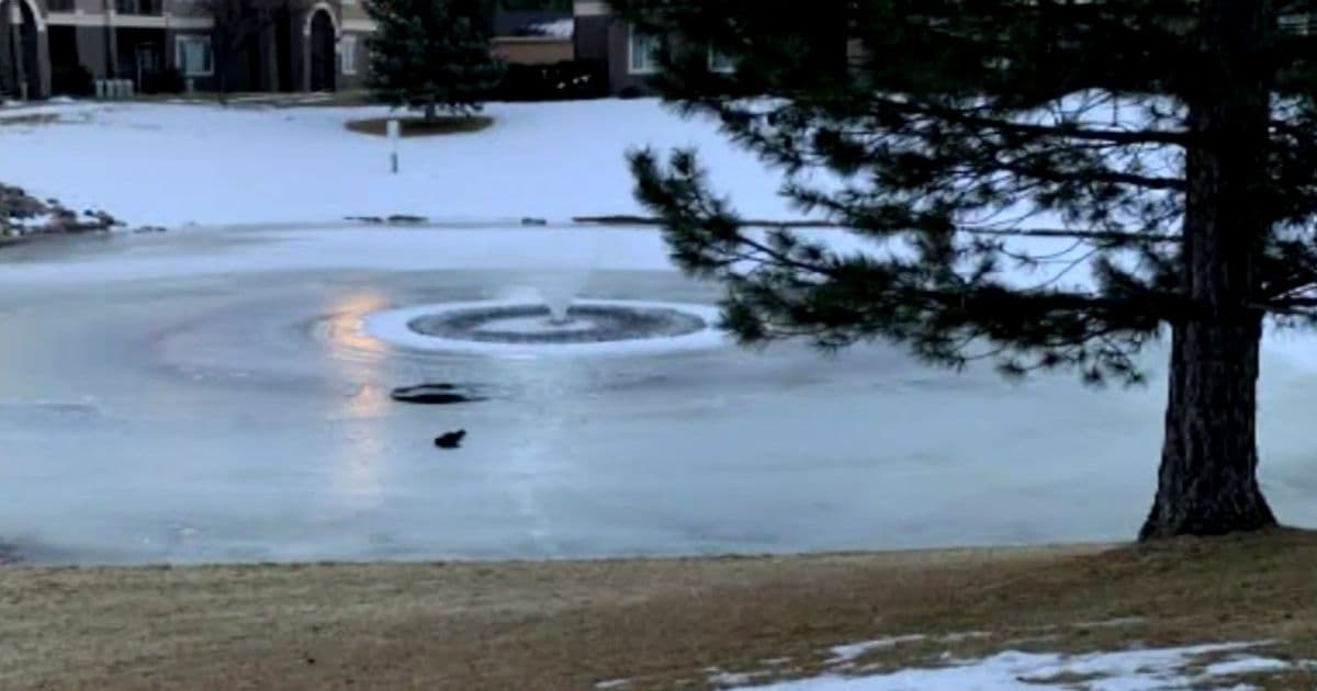 'It Had To Be Me': Colorado Woman Recounts Stunning Rescue From Frozen Pond