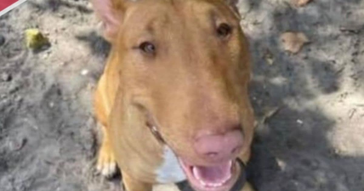 Couple's Dog Disappears Days Before Christmas, Shows Up for Sale States Away: Owners Confront Seller