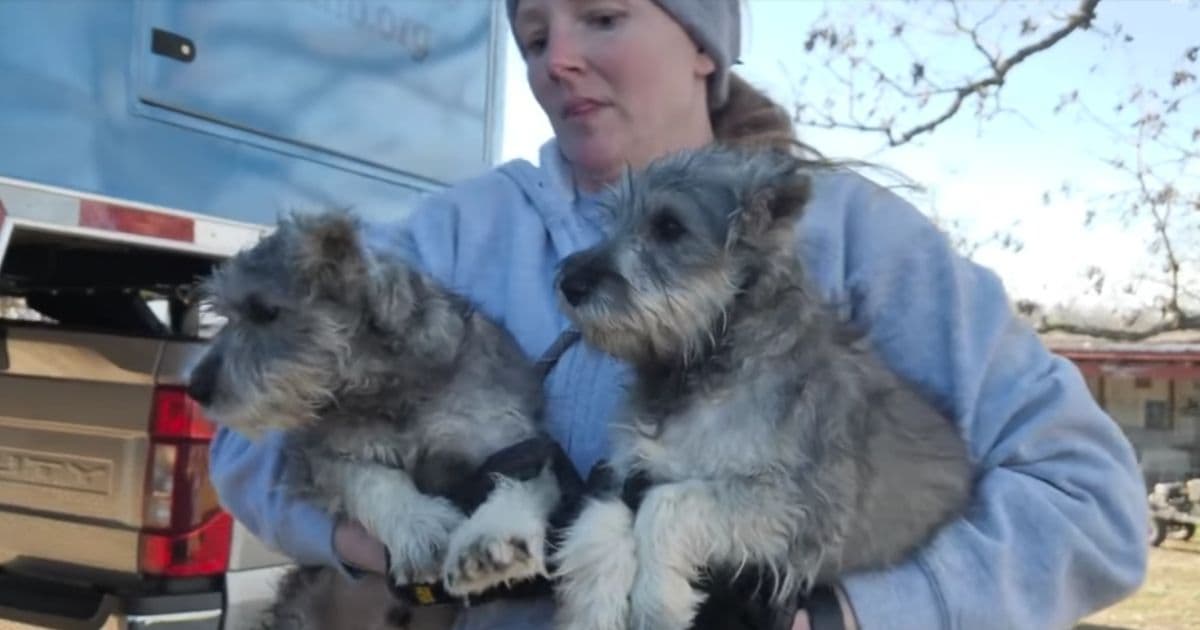 Authorities Assist Humane Society After Swaths of Dogs Get Rescued from Puppy Mill