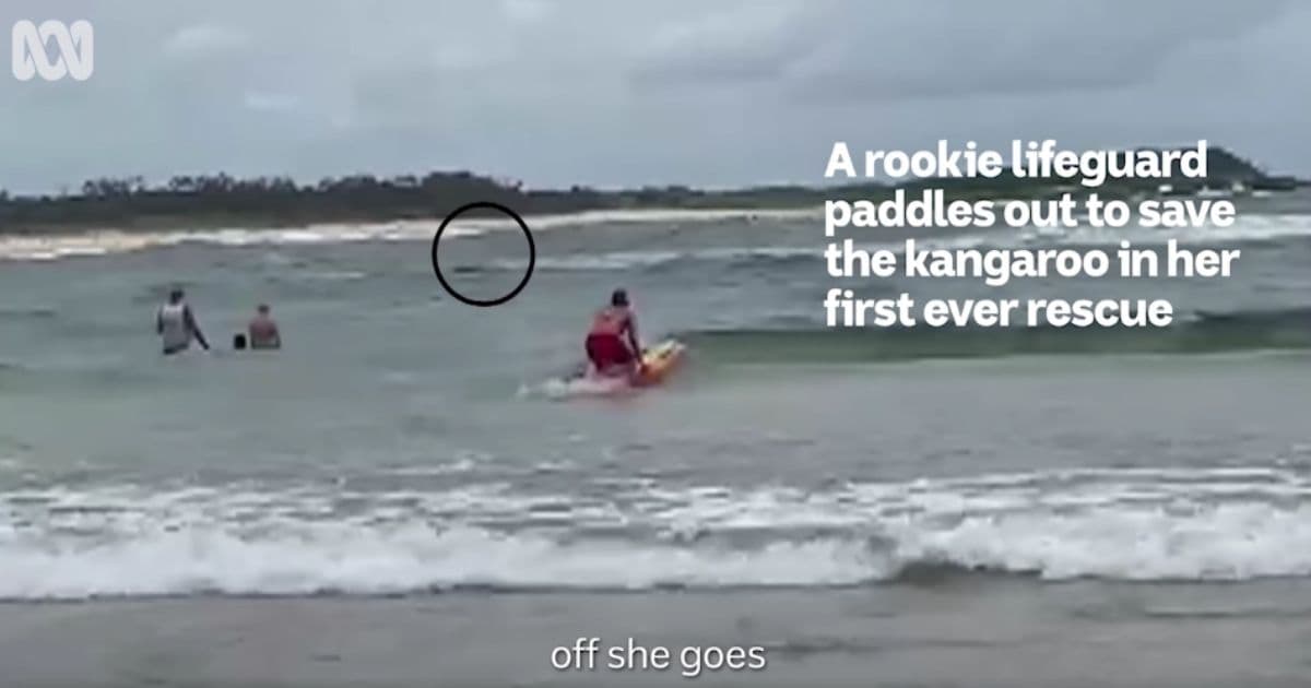 Lifeguard Makes Stunning First Rescue No One Saw Coming: Watch