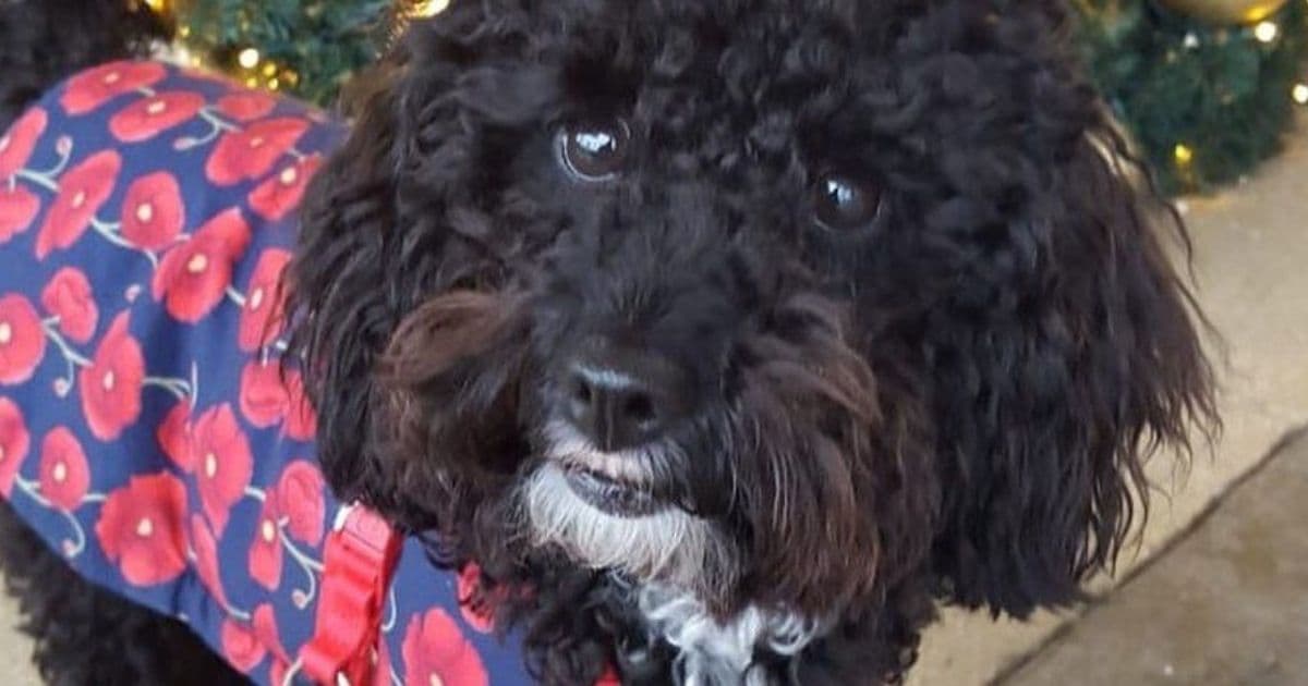 Dog Notices Man in Water, Immediately Alerts Bystanders as to What's Going On