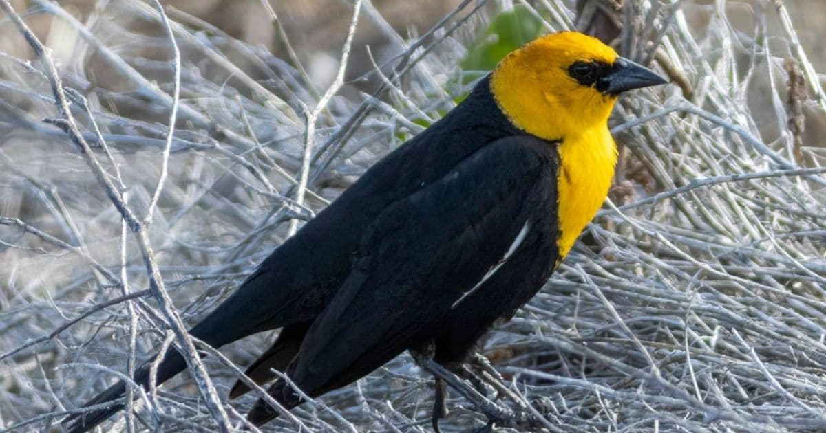 Unbelievable Video: Hundreds of Birds Mysteriously Fall Dead in Mexico; Authorities React to the Onslaught