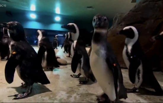 How an African Penguin Is Making a Difference in Children’s Lives