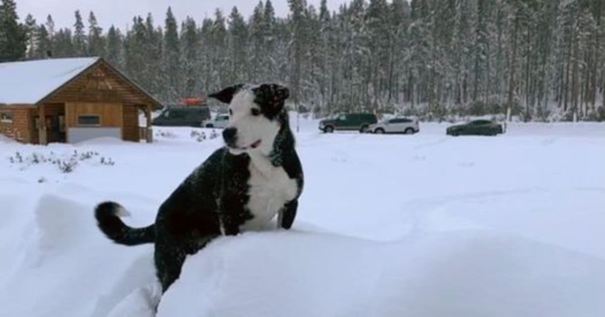 Missing California Man's Dog Found Wandering Alone in Oregon: 'We Are Devastated Beyond Belief'