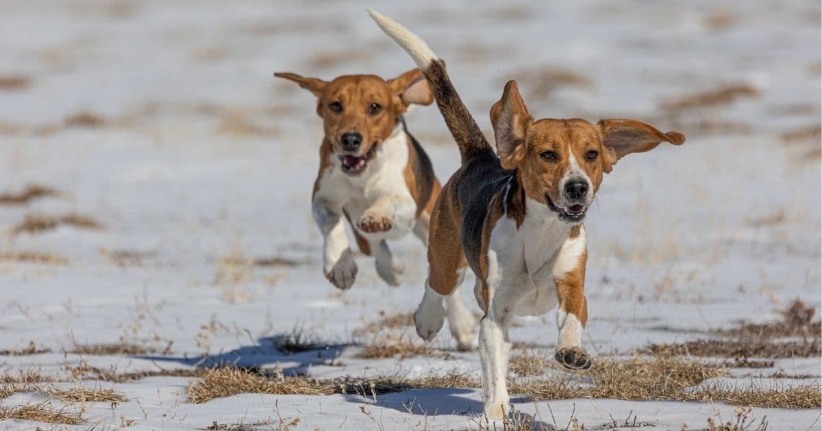 Rescue Saves 400 Research Beagles from Potential Euthanasia, Helps Them Find Forever Homes