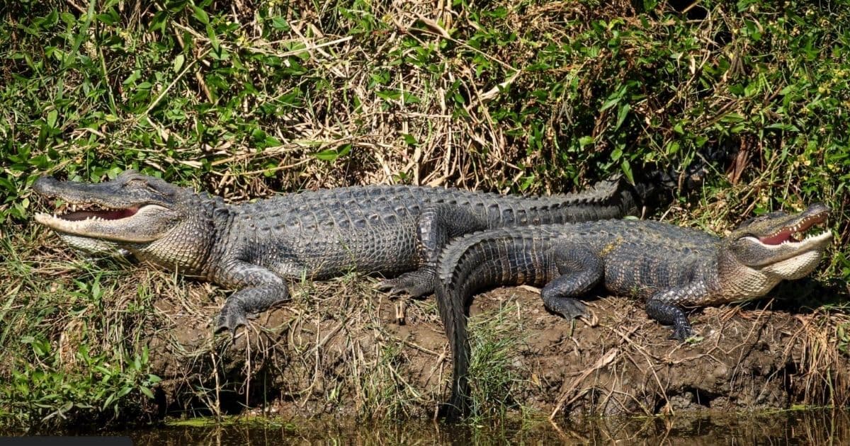 Man Watching Alligators in Louisiana Canal Hears Child Scream for Help, Rushes to Save Him 