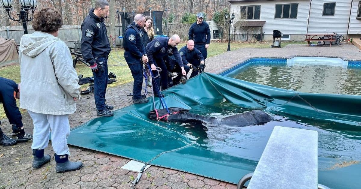 First Responders Rescue Horse After It Jumps Fence, Falls Into Pool and Gets Caught in Pool Cover