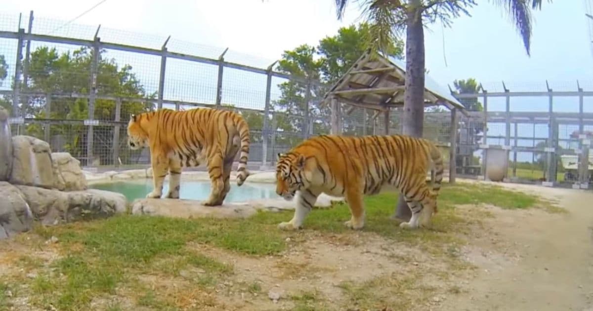 Unauthorized Employee Hospitalized After Allegedly Walking Into Tiger Enclosure at Animal Sanctuary