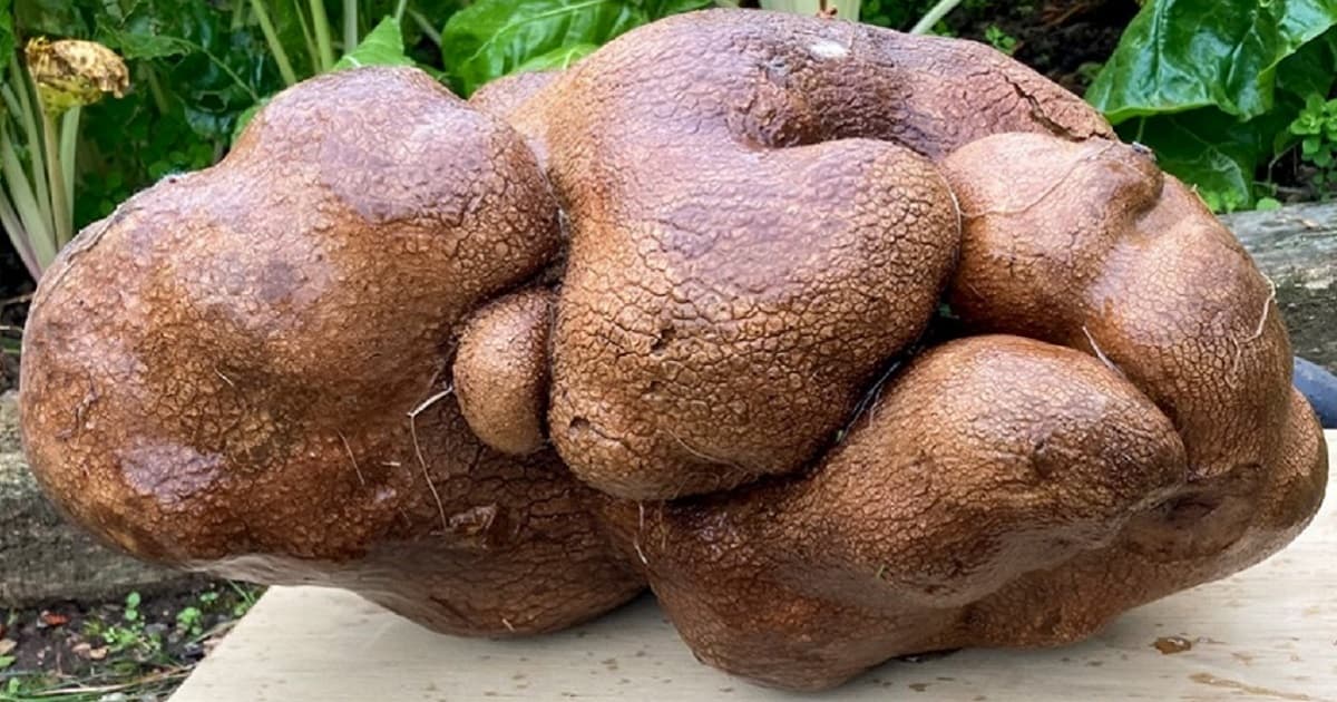 Couple Submits 17-Pound 'Potato' named 'Doug' to Guinness World Records, Then Gets Surprising Results