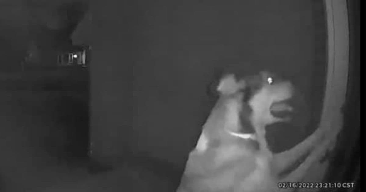 Owner Leaves Dog at Daycare, Goes on Vacation, Then Gets Notification That Dog Is Ringing Doorbell