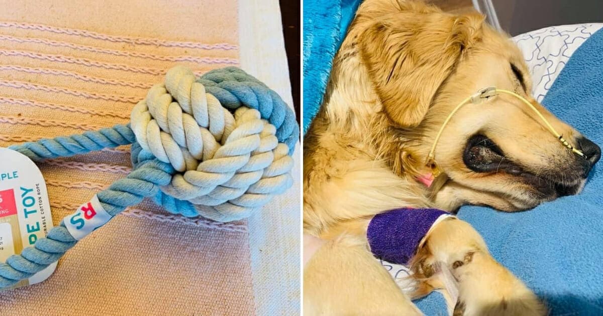 Heartbroken Owner Warns Others About Rope Toys After Beloved Golden Retriever Dies