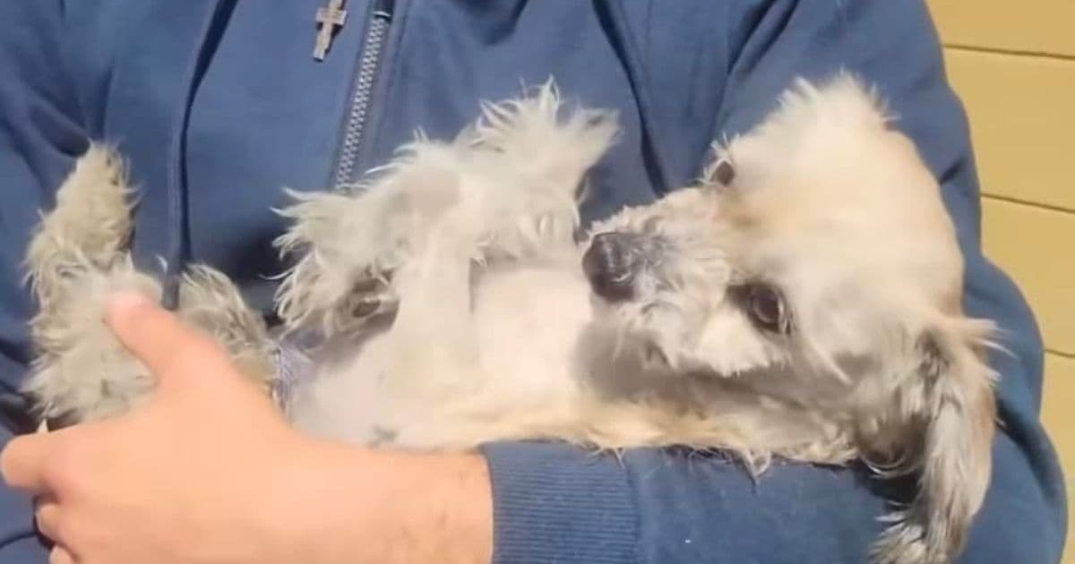 Actress Jumps Out of Car to Chase Down Alleged Animal Abuser in Hollywood: 'The Dog Was Going to Die'