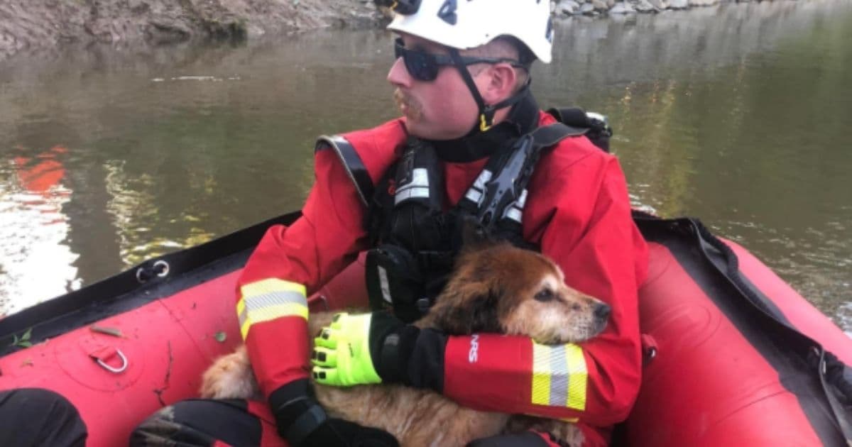 Rescue Team Saves Exhausted 16-Year-Old Dog That Was Swept Away by River and Tangled in Weeds and Fishing Line