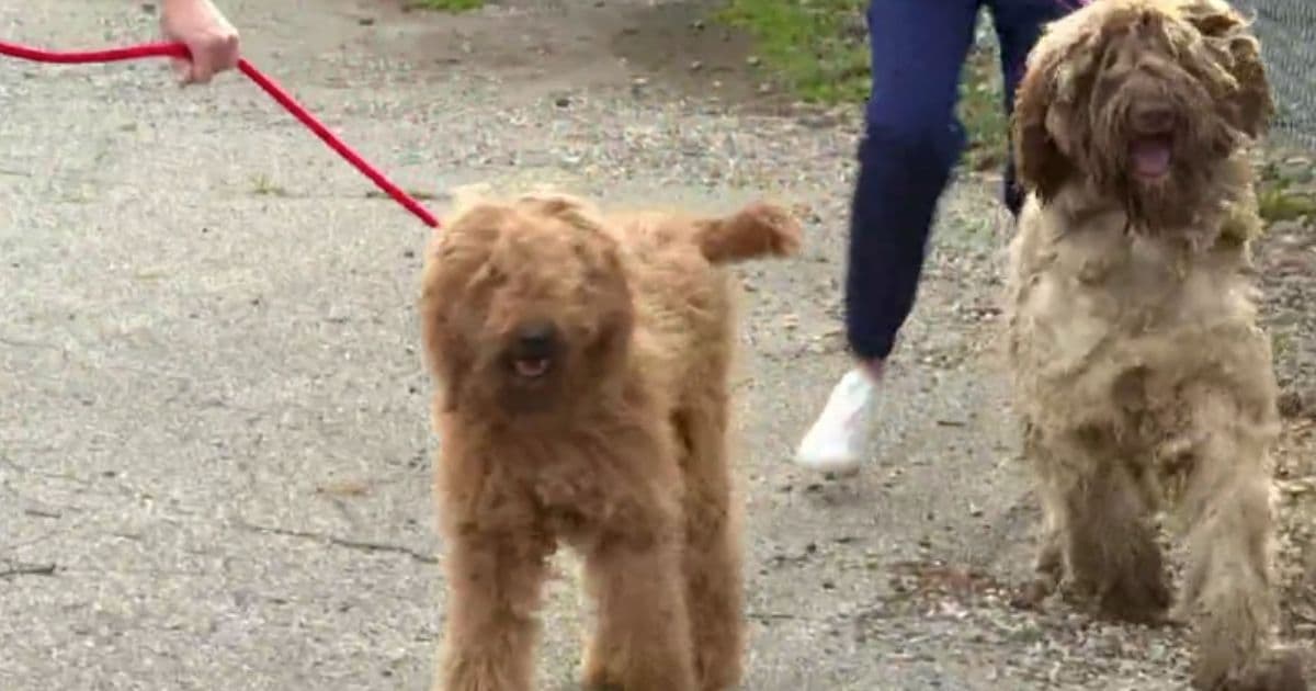 Goldendoodle Puppy Mill Bust: 'Cruel' Situation Results in 35 Dogs Being Removed from Property